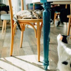 A photo of Romeow Cat Bistrot